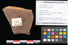 Foto (Objekt + Etikett) von Myrica lignitum Unger (NHMW-GEO-2024-0188-0713)